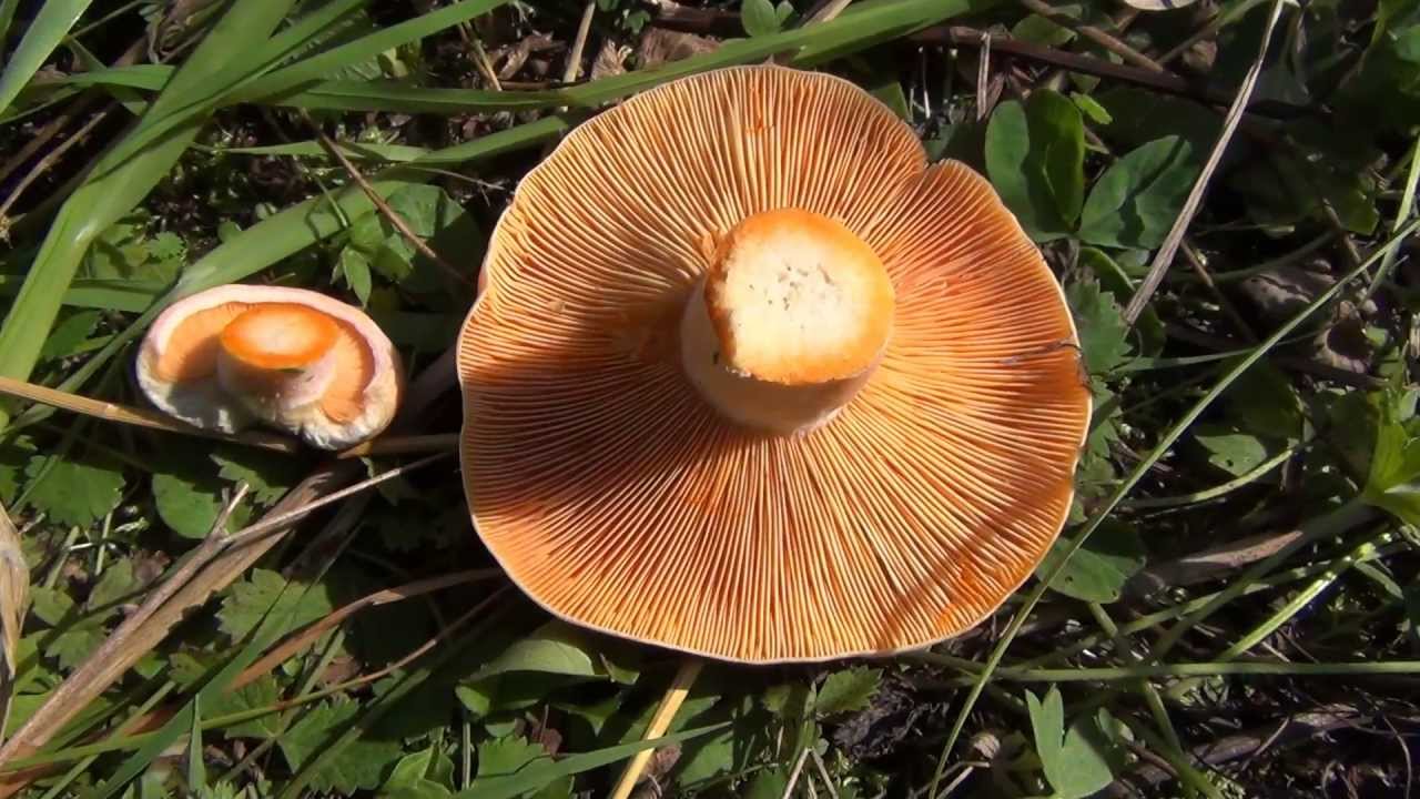 фото грибы Рыжики